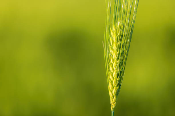 Green barley crop ear in field, selective focus