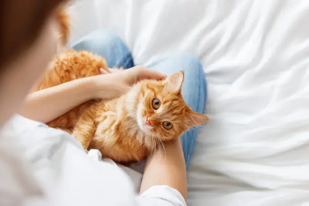 Ginger Cat Lies On Woman's Hands. Fluffy Pet Comfortably Settled To Sleep. Cozy Morning At Home. Ginger Cat Lies On Woman's Hands. Fluffy Pet Comfortably Settled To Sleep. Cozy Morning At Home.