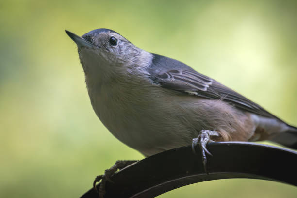 A close up of a white-breasted nuthatch.