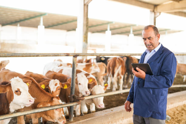 istock farmer senior man with tablet in hand checking cows on farm 2164487224