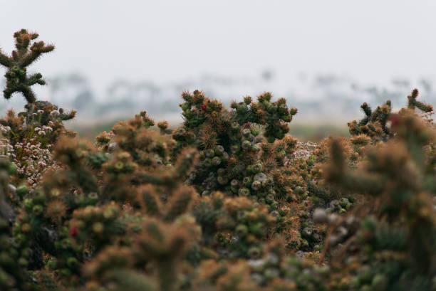 istock Native cactus California 07012024 2164488219