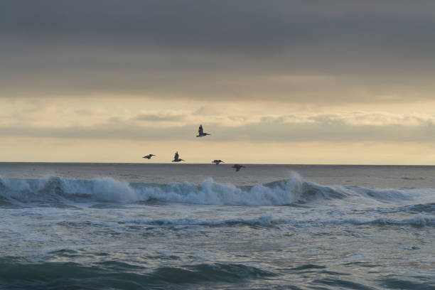 Pelicans over water at Rosarito Beach Mexico