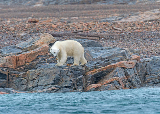 istock Polar Bear Chewing on Kelp on a Rocky Shore 2164491248