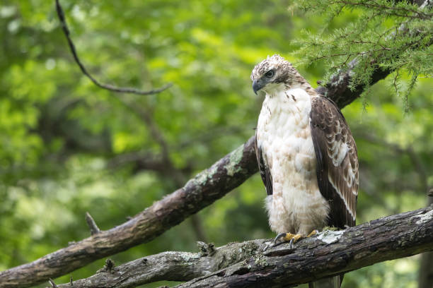 istock Young Mountain Hawk-eagle perching on the branch of tree in the forest. 2164492753