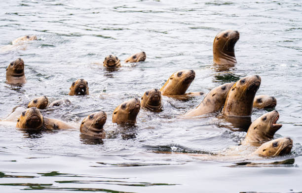 Steller’s Sea Lions