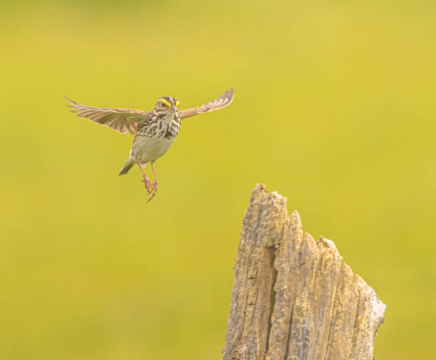istock Savannah Sparrow Landing On A Post 2164496126