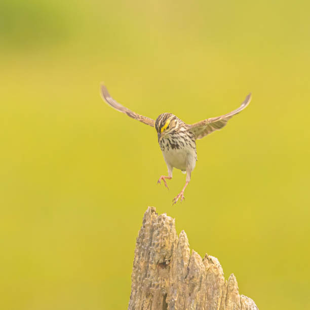 istock Savannah Sparrow Landing On A Post 2164496127