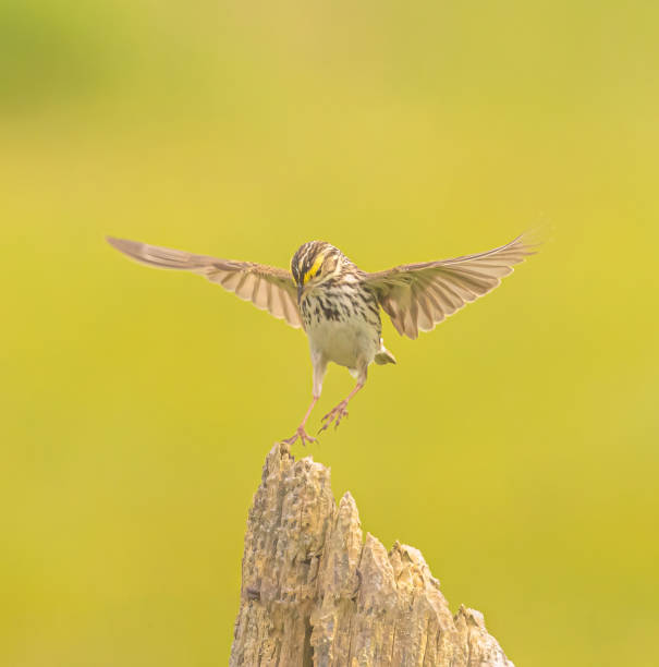 istock Savannah Sparrow Landing On A Post 2164496129