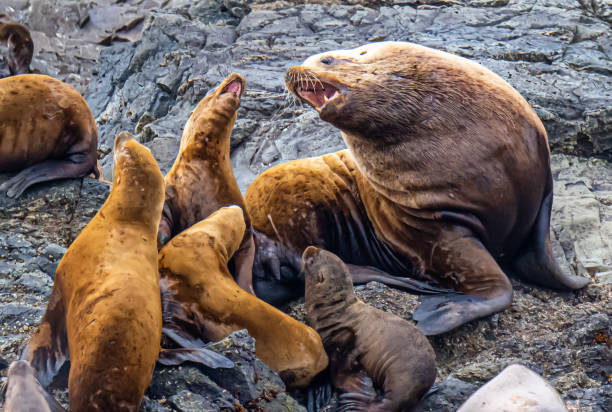 Sea Lions