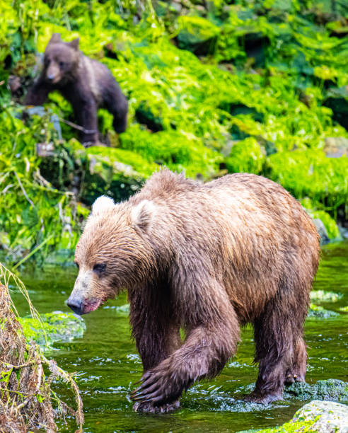 istock Mama Brown Bear and Cub 2164497815