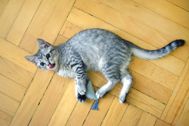 istock Tabby silver kitten lying on old wooden floor licking muzzle. Domestic kitten playing with toy. 2164498524