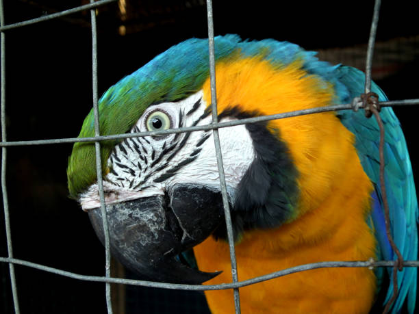 istock Macaw parrot close-up behind a net 2164498578