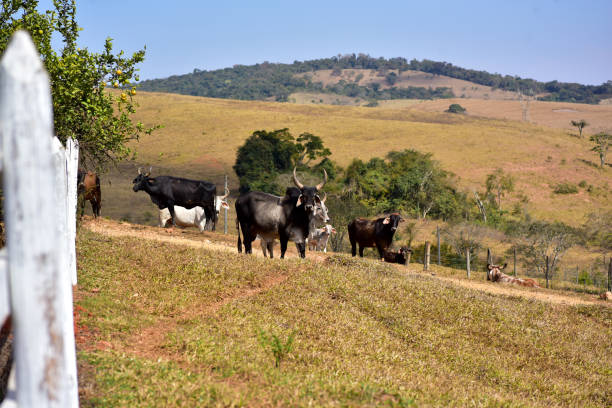 istock Cattle on farm. Family farming 2164502638