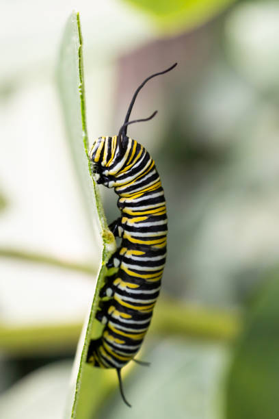 Monarch Caterpillar Eating Milkweed Endangered