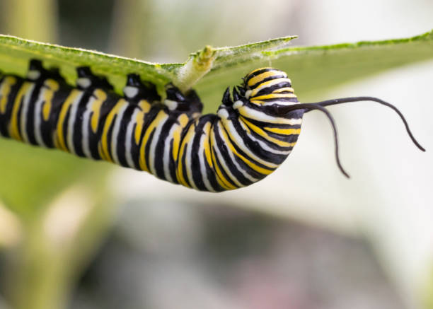 istock Monarch Caterpillar Eating Milkweed Endangered 2164507523