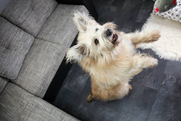 Dog standing on two legs and trying to get a toy.