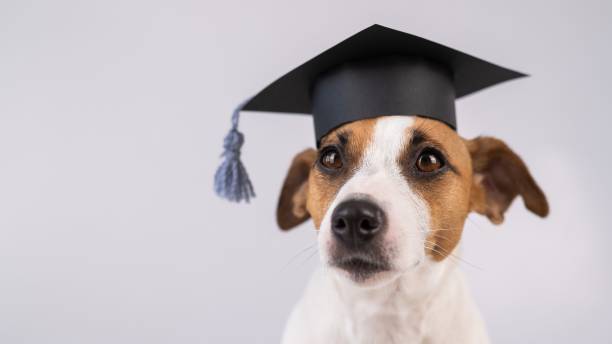 istock Cute dog jack russell terrier in an academic cap on a white background. 2164513255