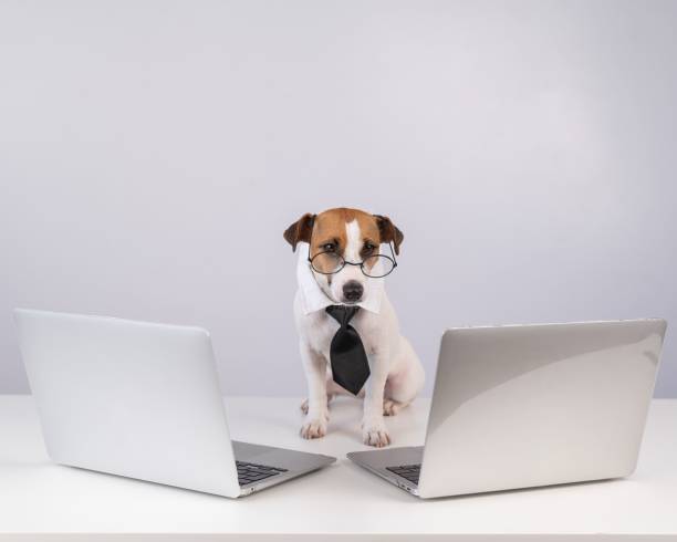 istock Jack Russell Terrier dog in glasses and a tie sits between two laptops on a white background. 2164517337