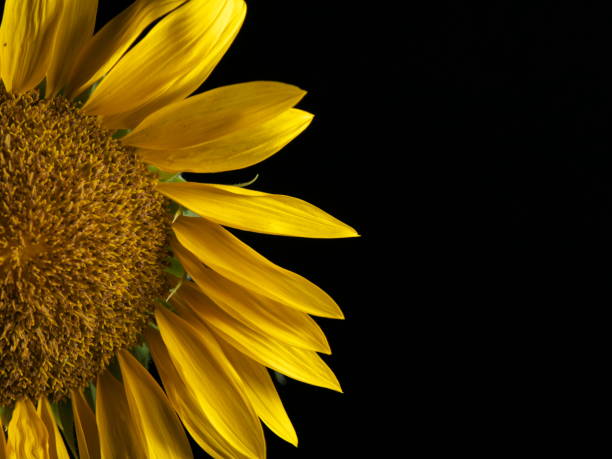Beautiful abstract sunflower yellow flower starting to finish blooming on a black background