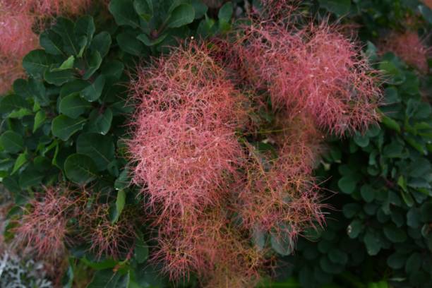 Smoke tree (Cotinus coggygria). Smoke tree (Cotinus coggygria). Anacardiaceae decisuous tree. An ornamental plant with beautiful purple foliage. smoke bush blooming stock pictures, royalty-free photos & images