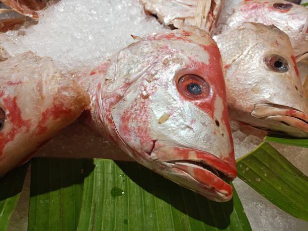 Head of fish