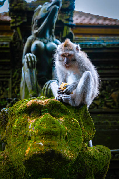 Monkeys at the Ubud Monkey Forest Sanctuary