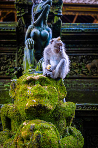 istock Monkeys at the Ubud Monkey Forest Sanctuary 2164522731