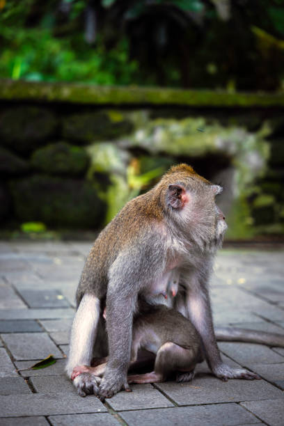 There are more than 1,000 monkeys in the monkey forest. They are mischievous. They will jump on your shoulders or might steal your water and food. Some sleep on banyan trees or in the middle of the path surrounded by all the moss covered statues in the jungle.This monkey species is called Balinese long-tailed macaque. When I went there, most monkeys were grooming. Monkeys are sacred for Balinese people.