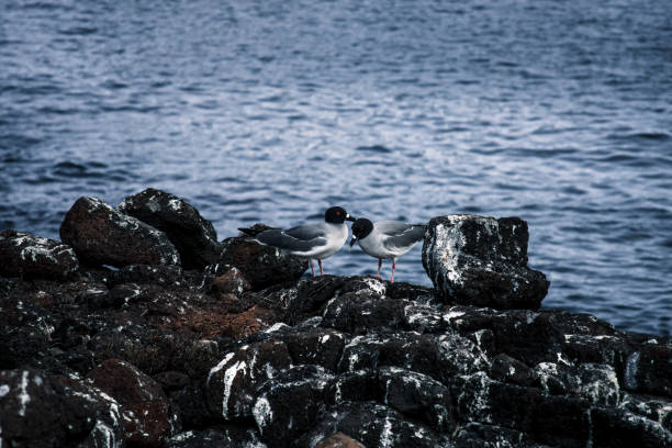 Two Galapagos Swallow-Tailed Gulls stand close on a rocky shore, capturing the serene and intimate moments of island wildlife, perfect for nature footage.