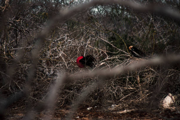 A Frigatebird with its distinctive red throat pouch is perched among the dense foliage of the Galapagos Islands, capturing the wild and untamed nature of the region.