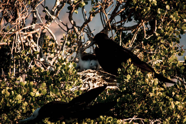 A Frigatebird parent tends to its chick in a leafy nest in the Galapagos, showcasing the tender moments of wildlife nurturing in their natural habitat.