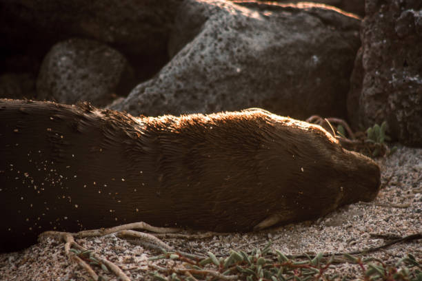A Galapagos sea lion peacefully rests on the sandy shore as the golden sunset highlights its fur, capturing a tranquil moment in nature.