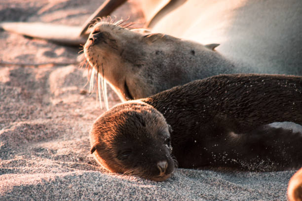 istock Serene Sea Lion Bonding in Galapagos Islands 2164523711