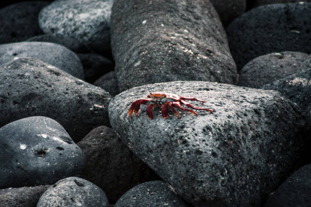A vibrant Sally Lightfoot Crab, with its striking red and orange hues, rests on rugged lava rocks in the Galapagos Islands, Ecuador.