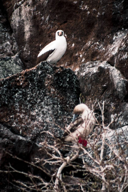 istock Nazca Booby and Red-Footed Booby on Galapagos Rocks 2164524353