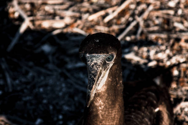 A close-up portrait of a young Galapagos booby, highlighting its unique features and intense gaze, perfect for nature and wildlife enthusiasts.