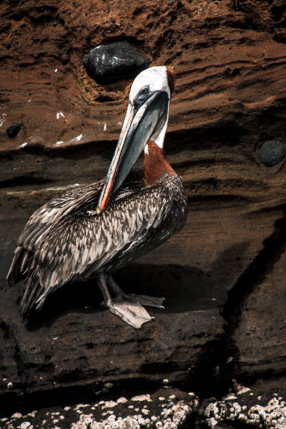 A Galapagos Brown Pelican rests on a rocky perch, highlighting the island's unique wildlife and rugged terrain, perfect for nature documentaries.