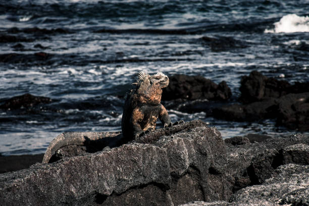 istock Galapagos Iguana on Rocky Shore 2164527357