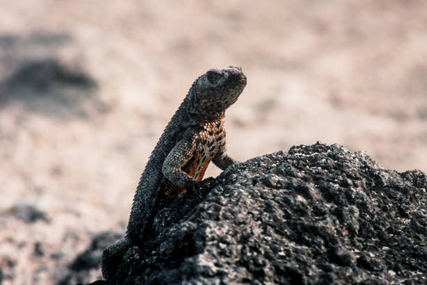 istock Galapagos Lava Lizard on Volcanic Rock 2164527512