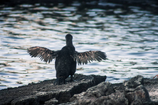 istock Galapagos Cormorant Drying Wings 2164527524