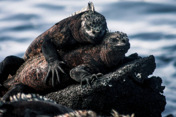 istock Galapagos Marine Iguanas Basking Together 2164527577