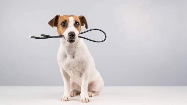 istock Dog jack russell terrier gnaws on a black usb wire on a white background. Copy space. 2164528786