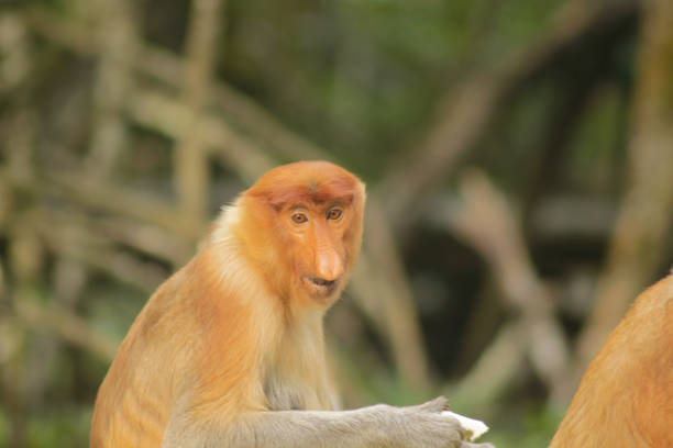 Proboscis monkeys, Nasalis larvatus mating while two young animals are watching. The picture is taken in a mangrove forest near Sepilok in the north eastern part of Borneo.