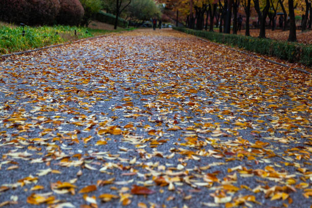 Tranquil landscape in the park after rain