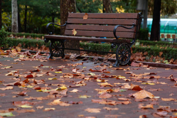 Tranquil landscape in the park after rain
