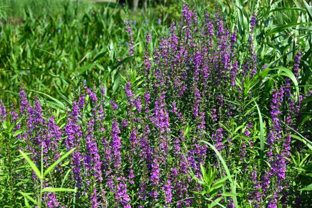istock Lythrum anceps flowers. Lythraceae perennial plants. 2164530319