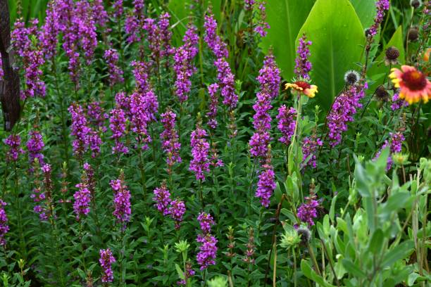 istock Lythrum anceps flowers. Lythraceae perennial plants. 2164530327