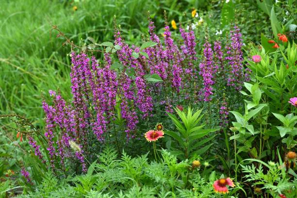 istock Lythrum anceps flowers. Lythraceae perennial plants. 2164530337