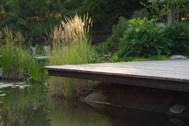 istock Wooden deck over a pond surrounded by tall grass and greenery. Nature scenery for design and print. Tranquil outdoor setting. 2164536321