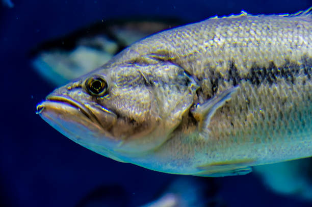 Fish, loup de mer, close up. Eye, fisheye.